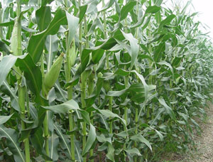 在农村投资玉米秸秆颗粒机生产燃料颗粒时间紧迫