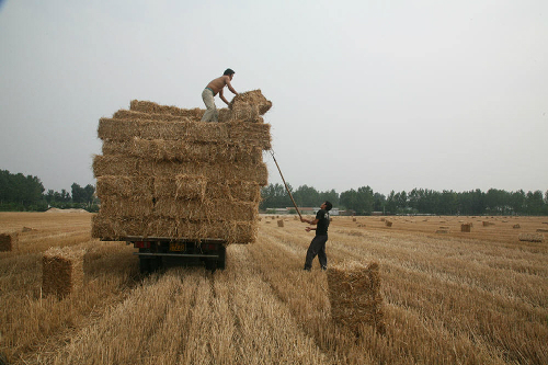 利用小麦秸秆创富都有哪些方法？